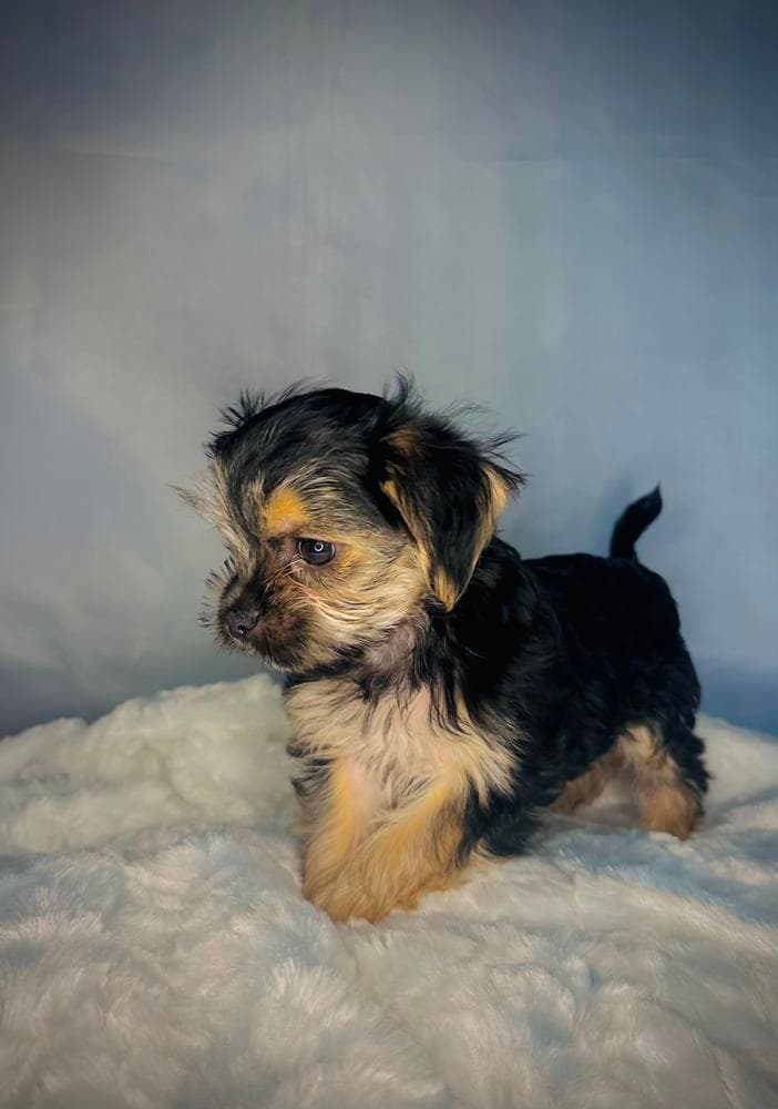 Prince Golddust Yorkie breeder image 36