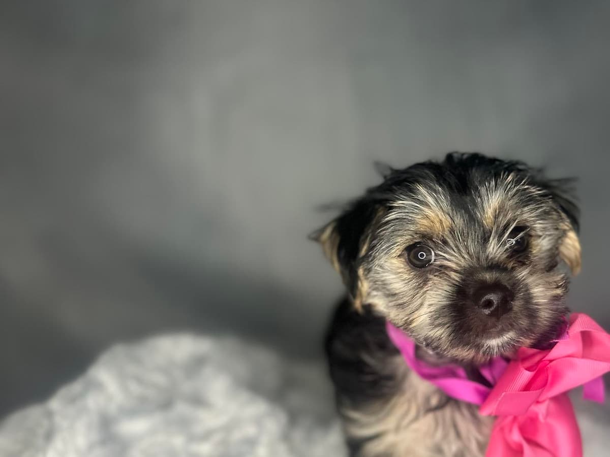 Prince Golddust Yorkie breeder image 45