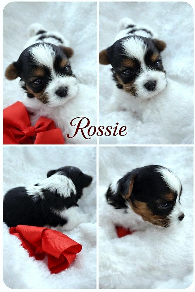 Prince Golddust Yorkie breeder image 6