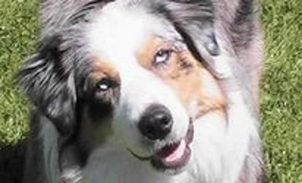 Boy 3-Yellow Collar - Razz breeder image 3