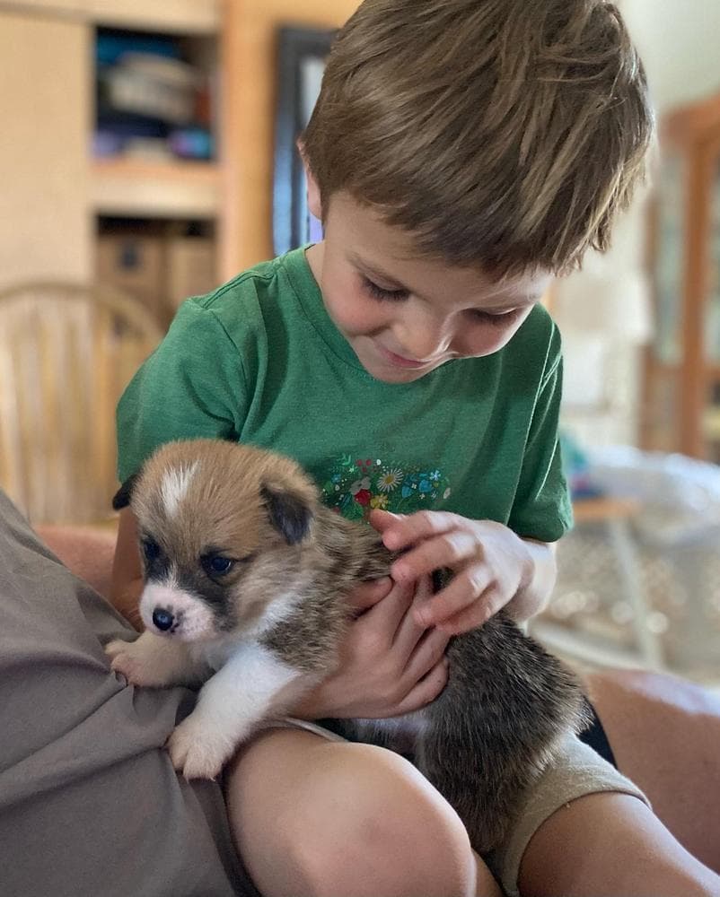 Ginger breeder image 5