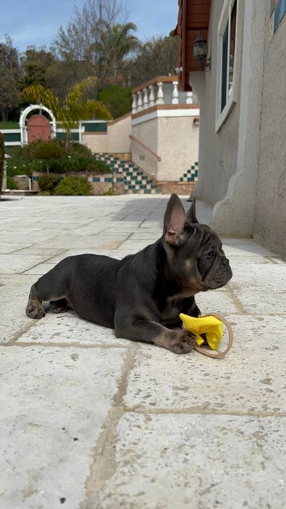 Girl 2 breeder image 29