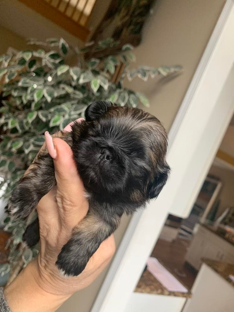 Sassy breeder image 10