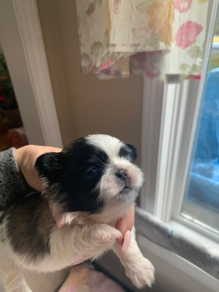 Sassy breeder image 11