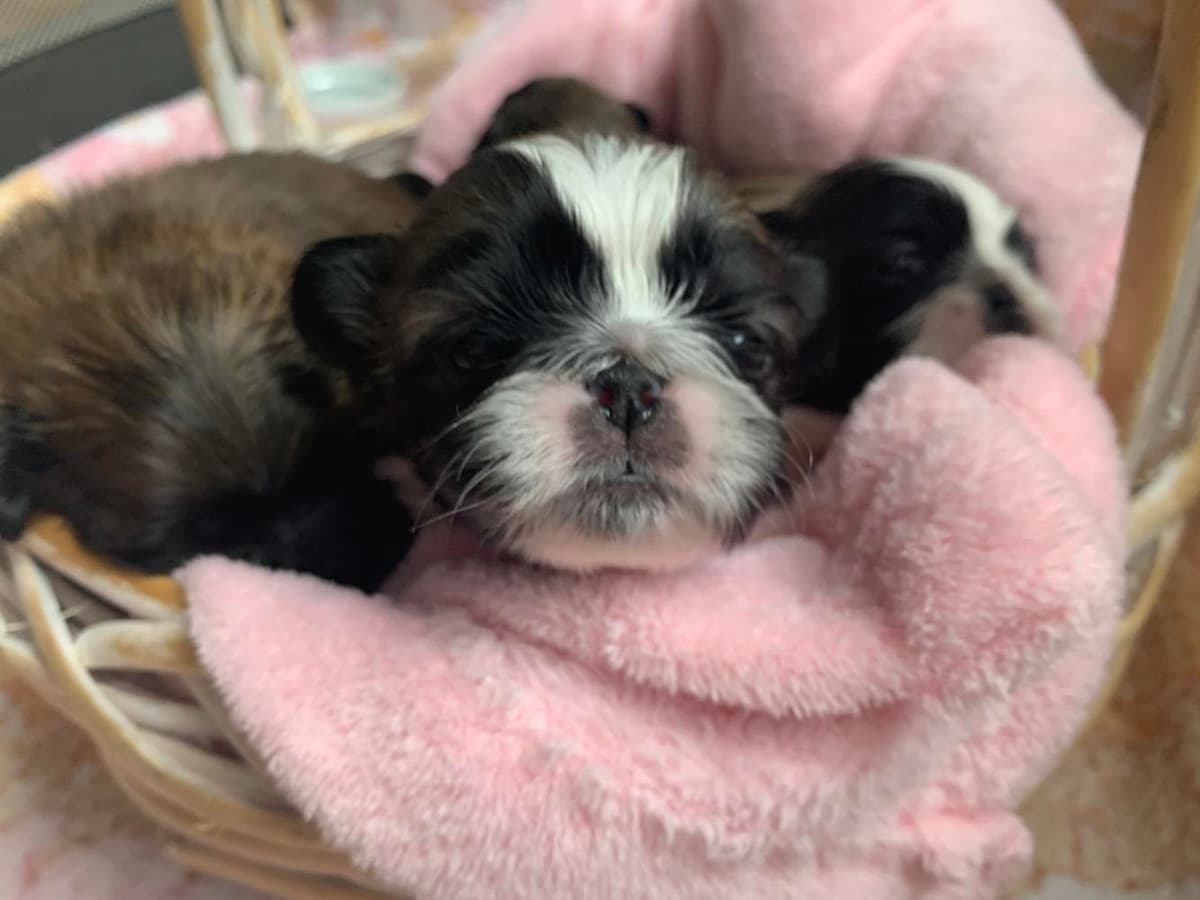 Sassy breeder image 12