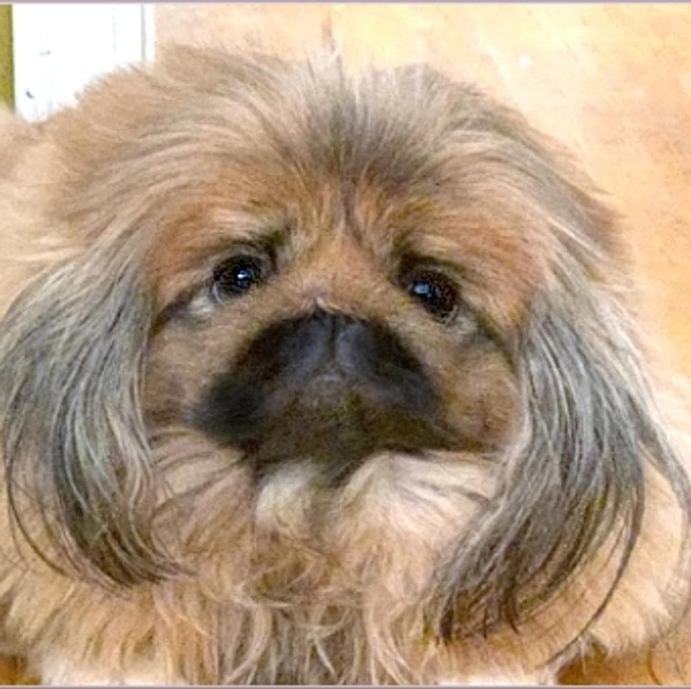 Sassy breeder image 2