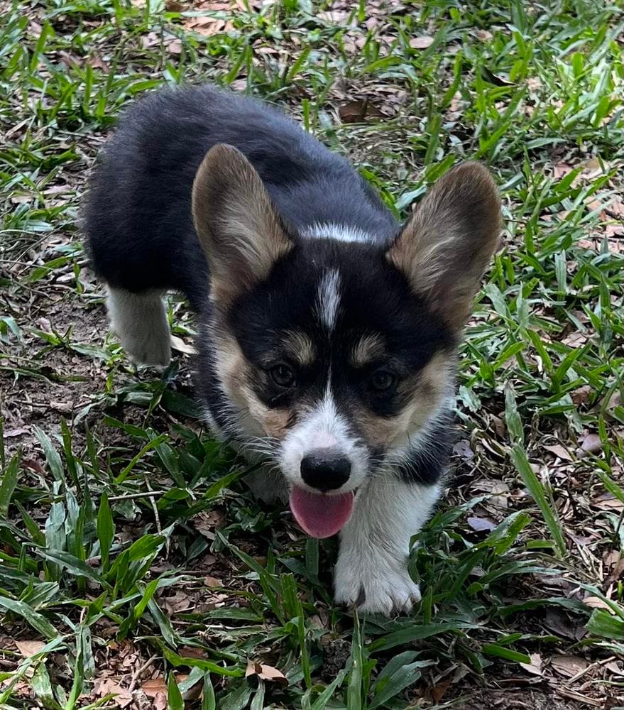 Blue Male breeder image 11