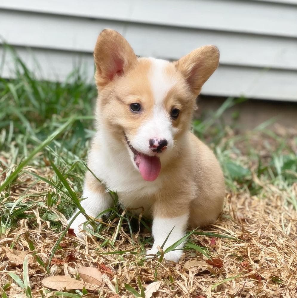 Blue Male breeder image 32