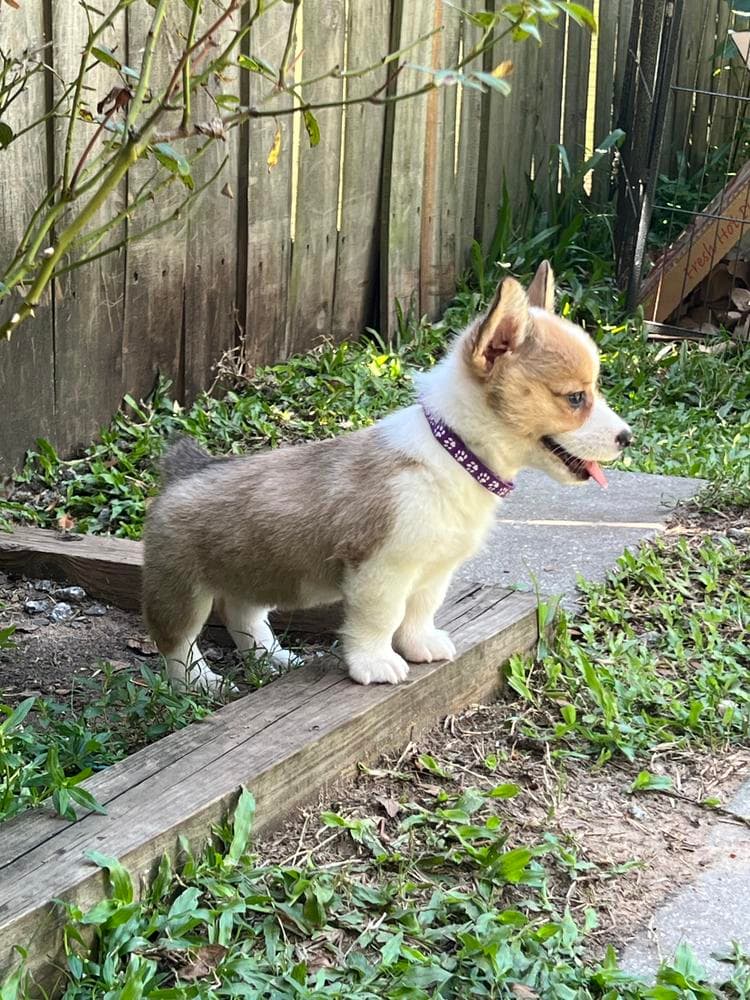 Blue Male breeder image 9