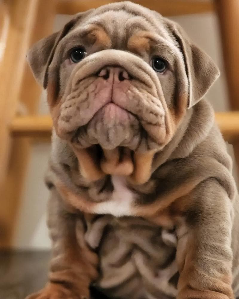 Girl 2 breeder image 10