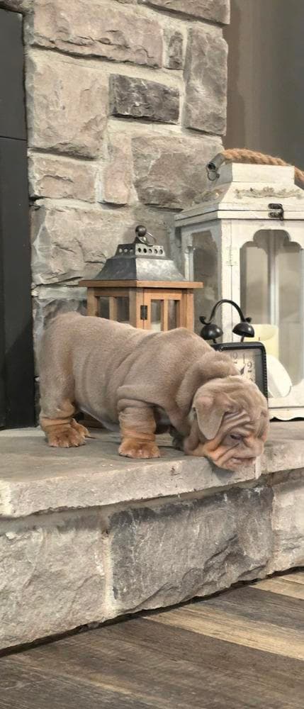 Girl 2 breeder image 20