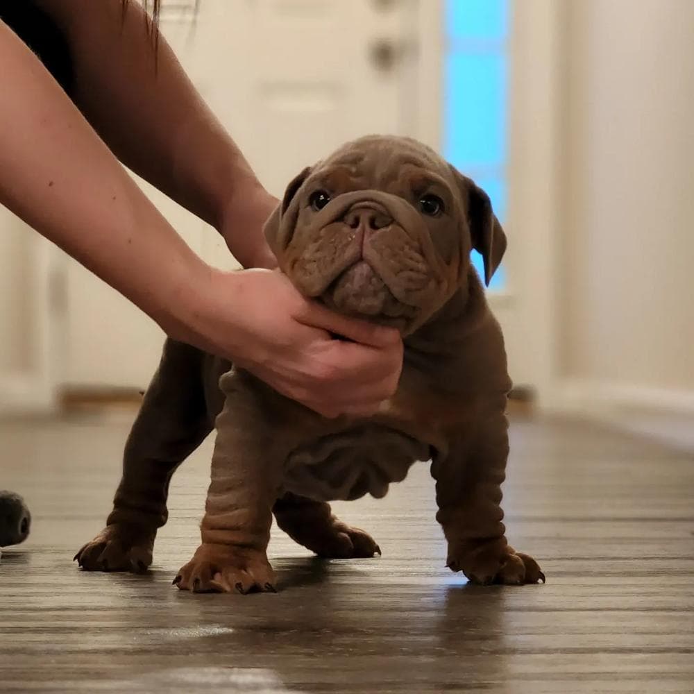 Girl 2 breeder image 5