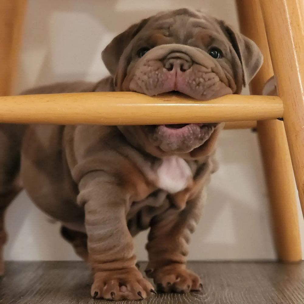 Girl 2 breeder image 6