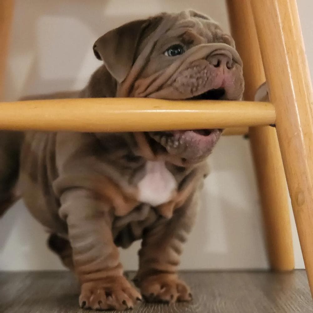 Girl 2 breeder image 8