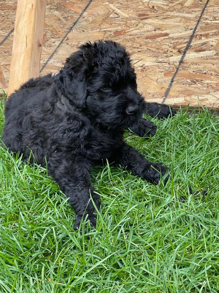 Boy 1 breeder image 5