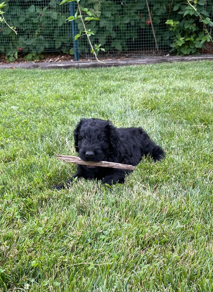 Boy 1 breeder image 8