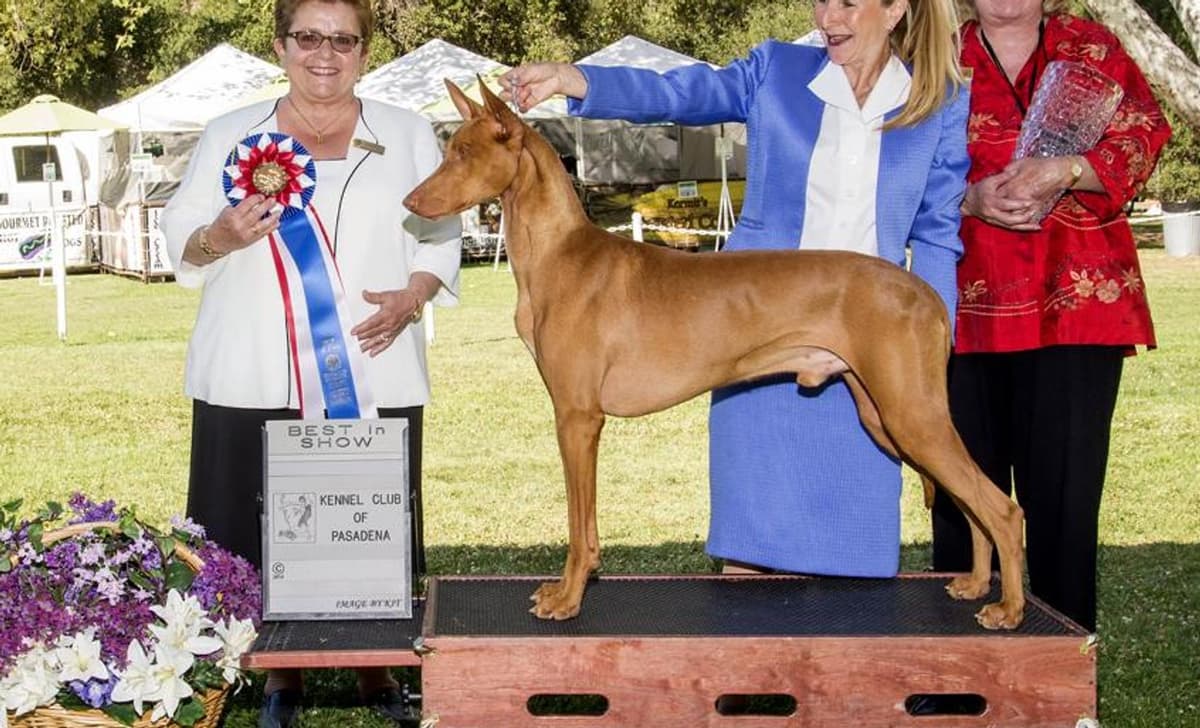 Sweet, and beautiful confirmation breeder image 1