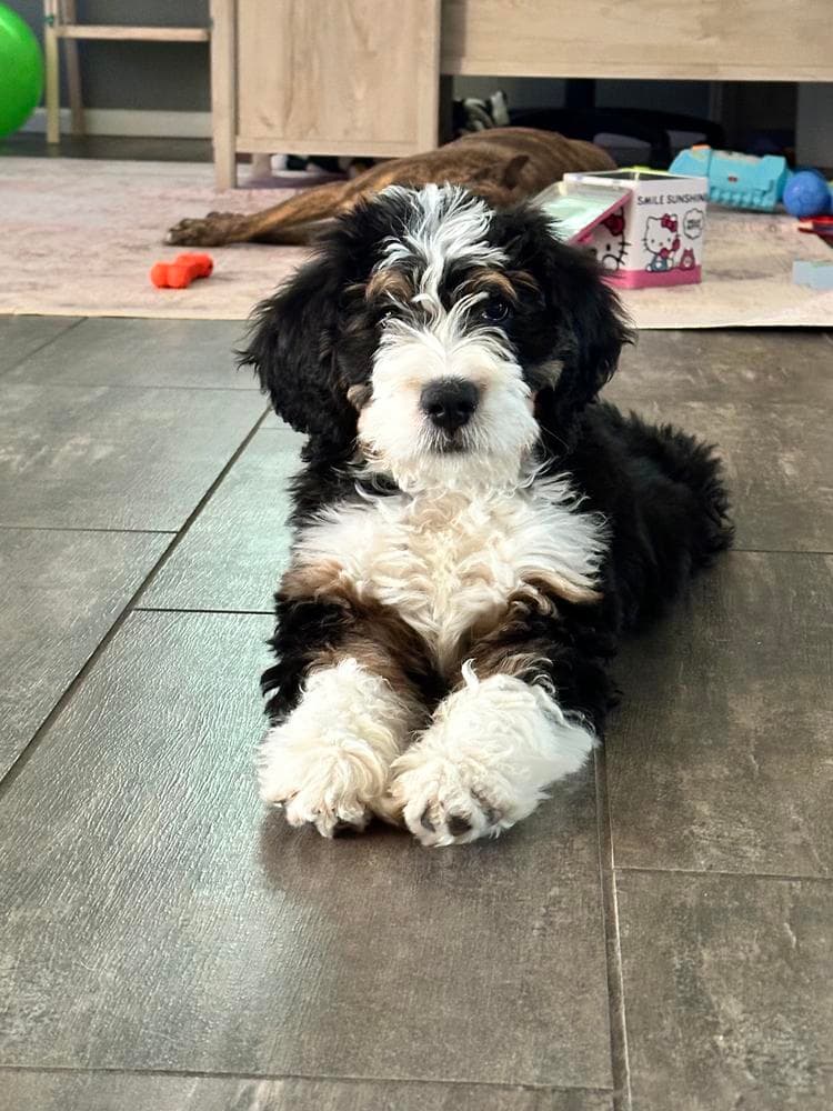 Prada breeder image 15