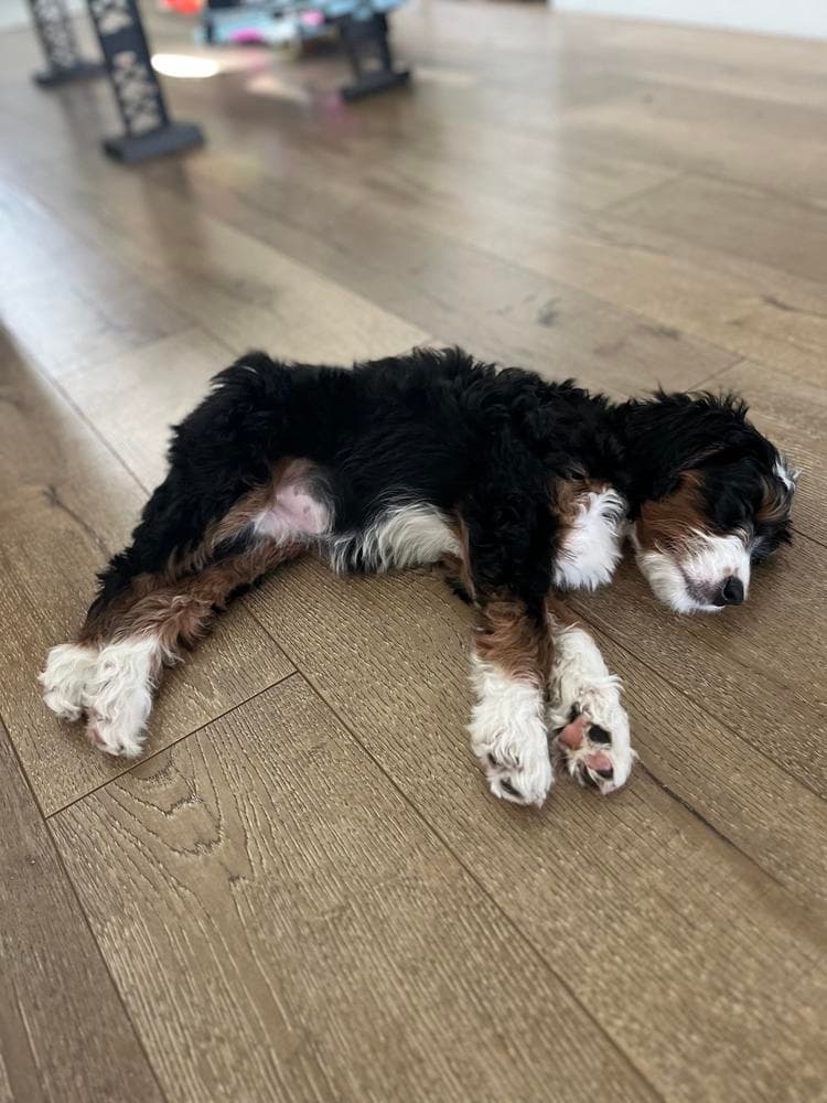 Prada breeder image 21