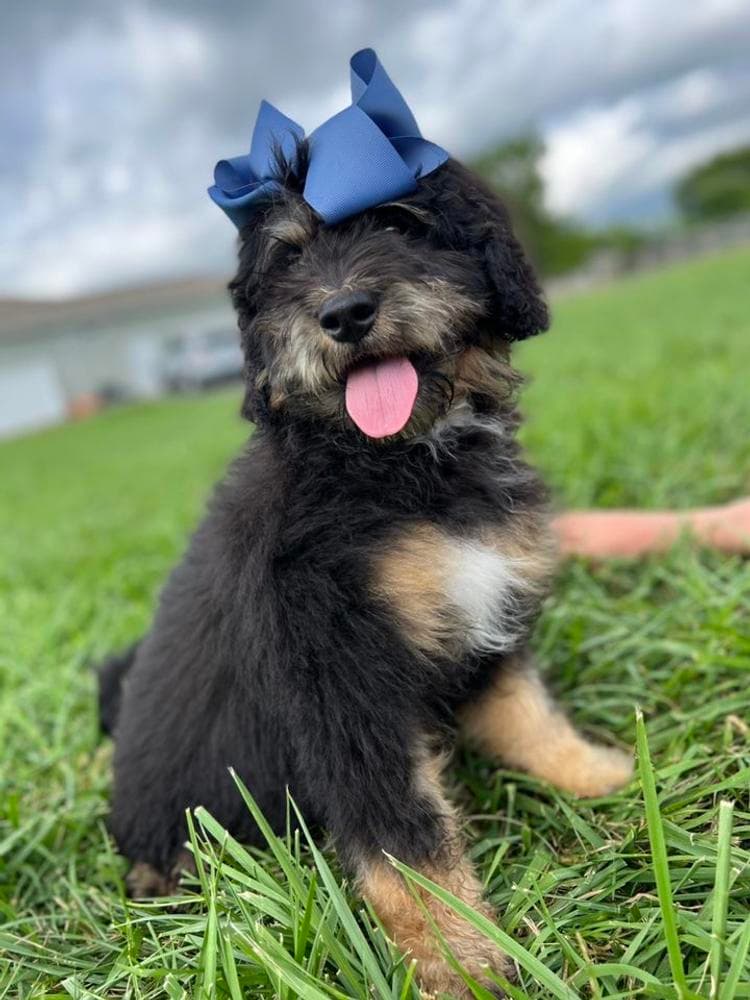 REN breeder image 1