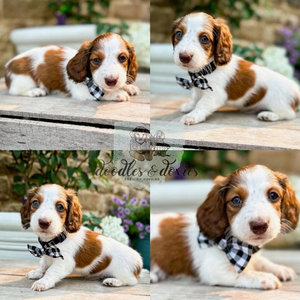 REN breeder image 19