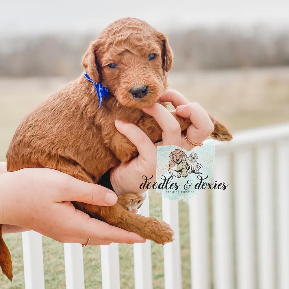 REN breeder image 28