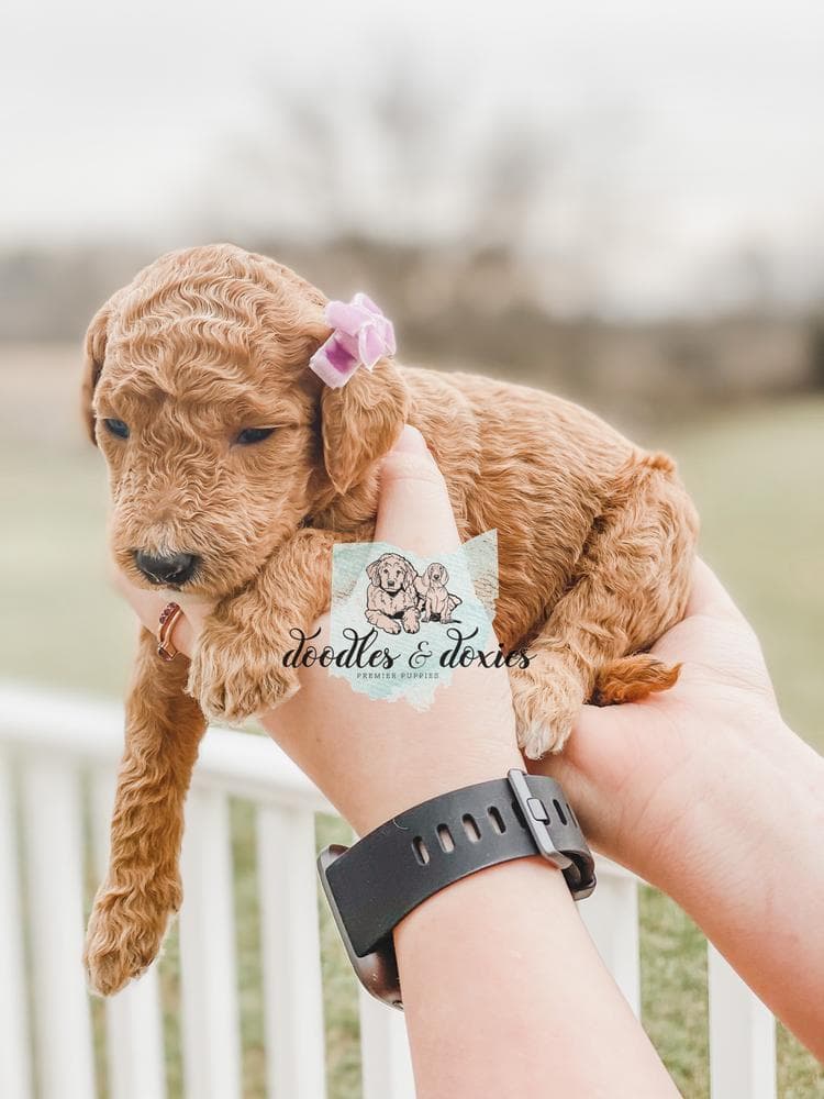 REN breeder image 49