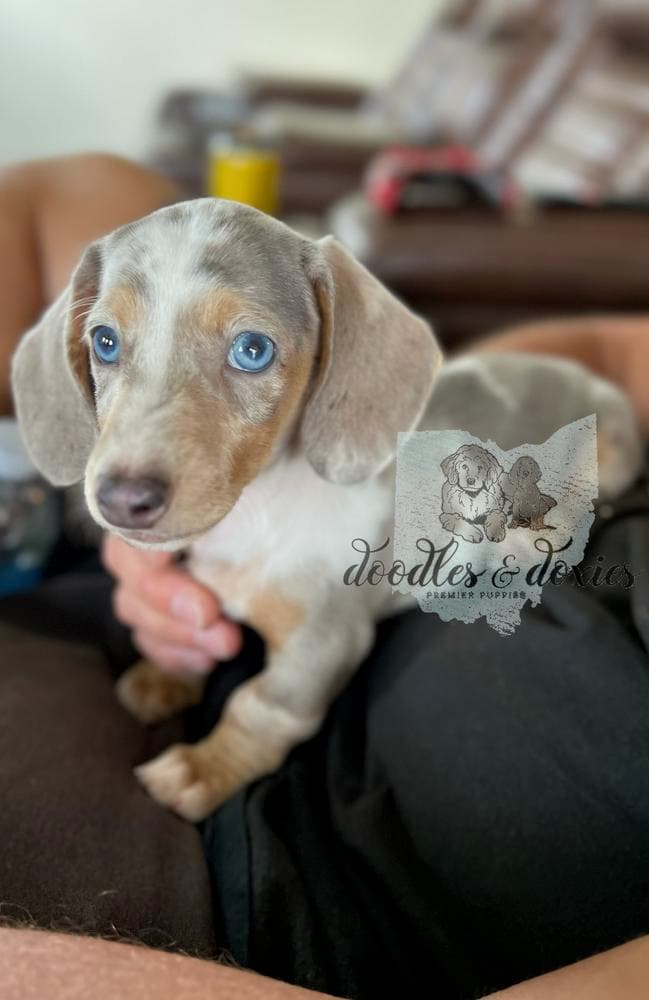 REN breeder image 8