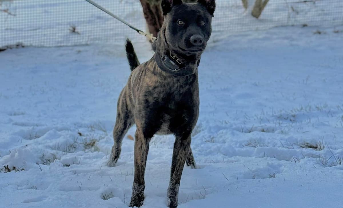 Nyx breeder image 1