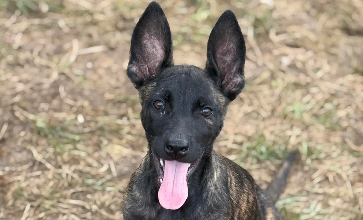 Nyx breeder image 3