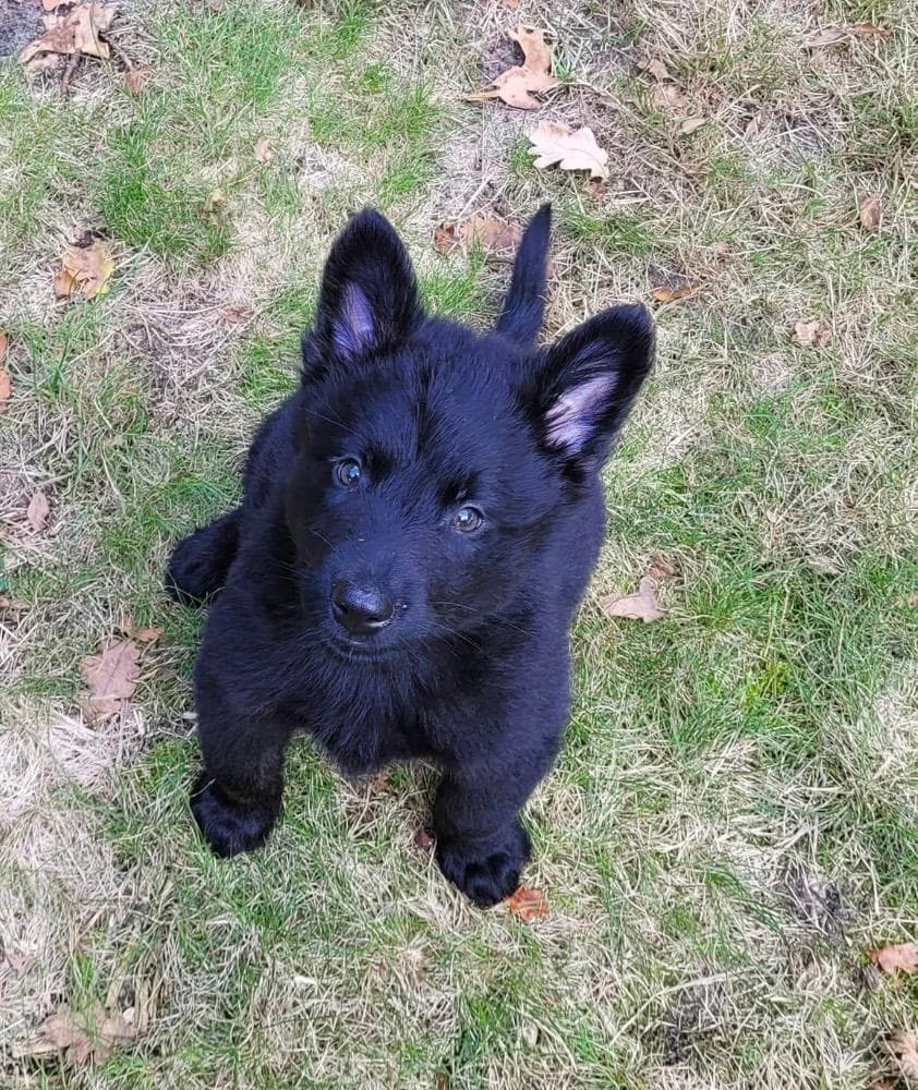 Nyx breeder image 4