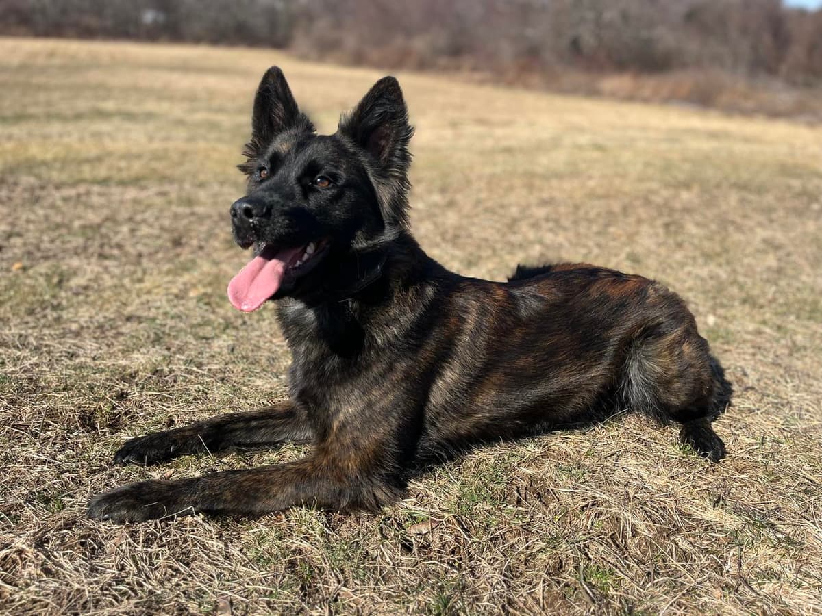 Nyx breeder image 6