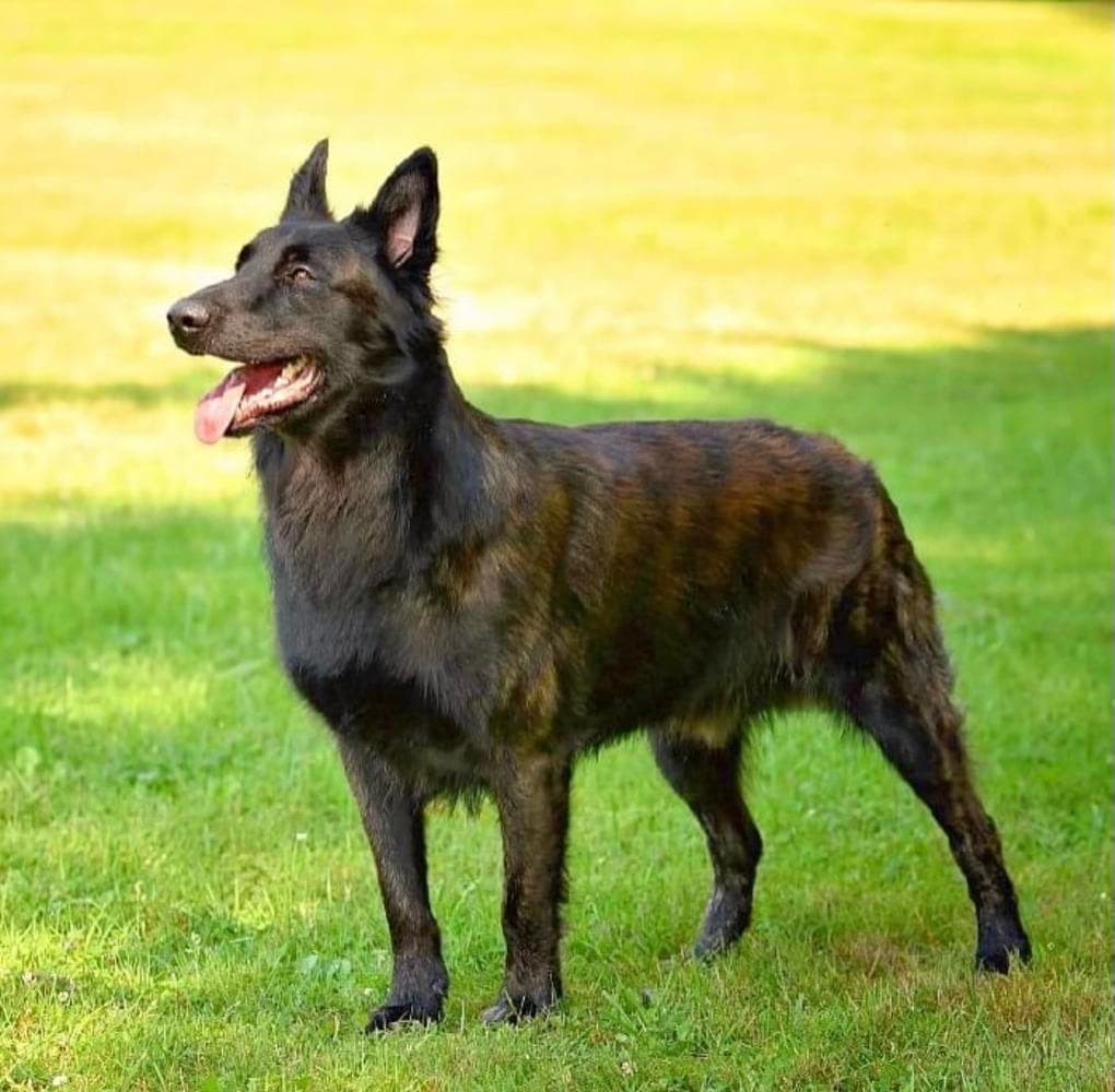 Nyx breeder image 8