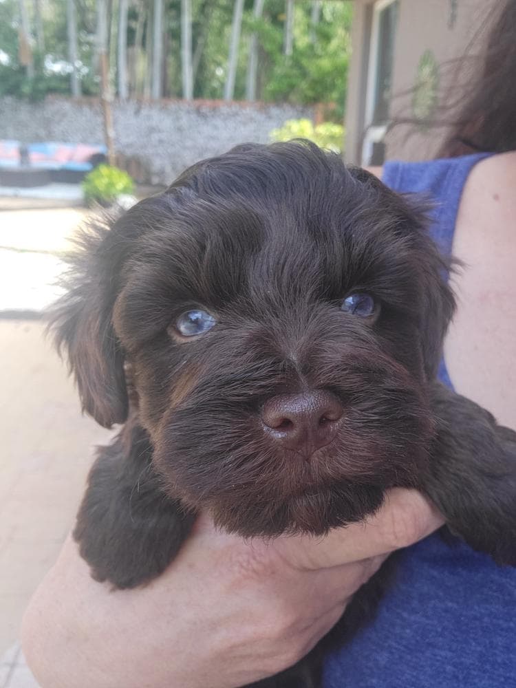 Mocha breeder image 8