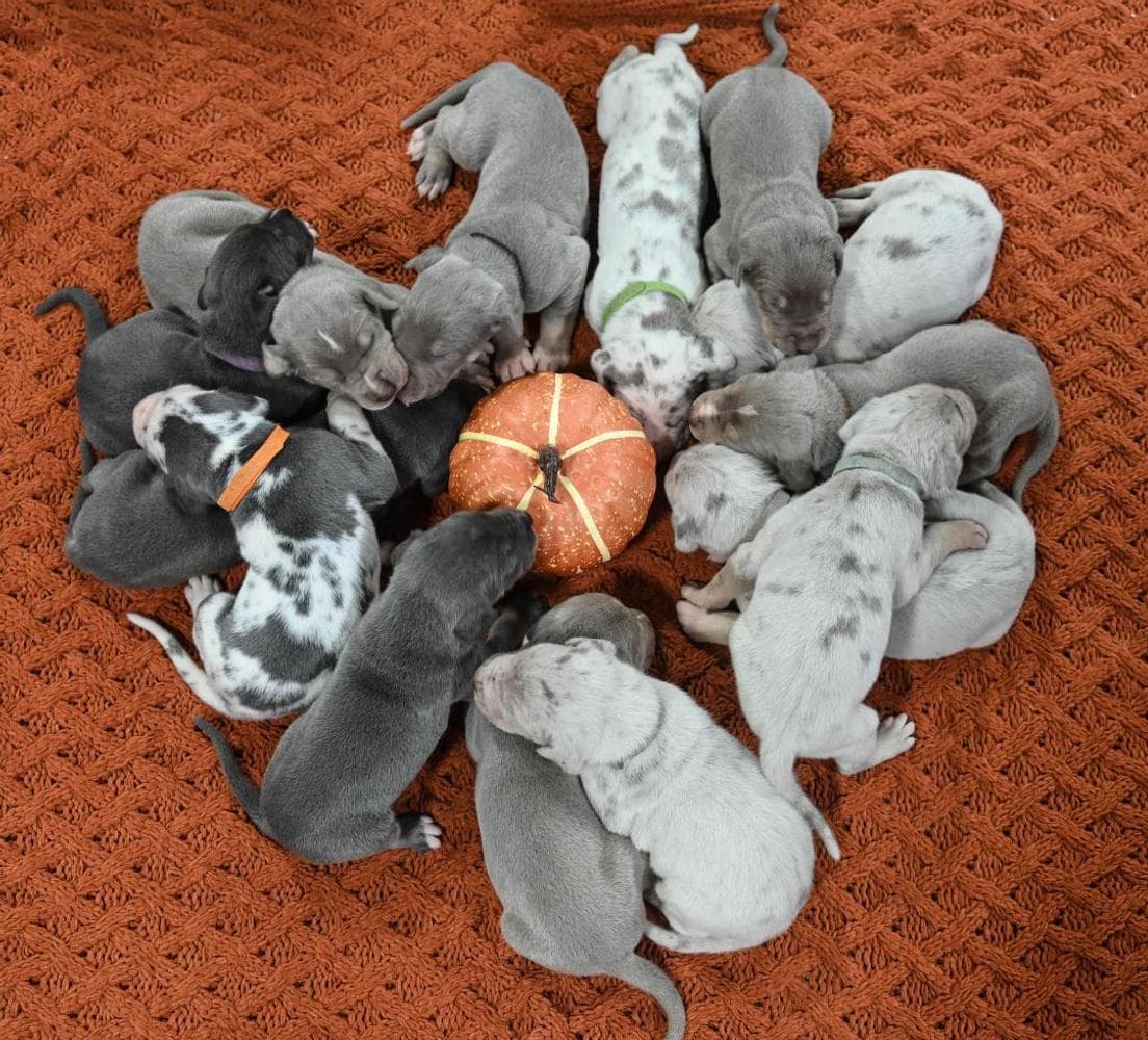 Light pink collar breeder image 13