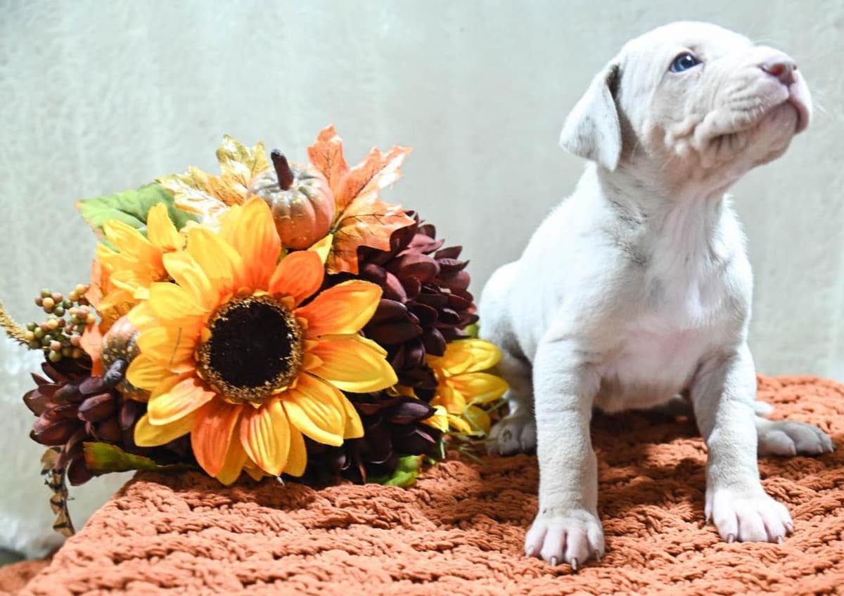 Light pink collar breeder image 5
