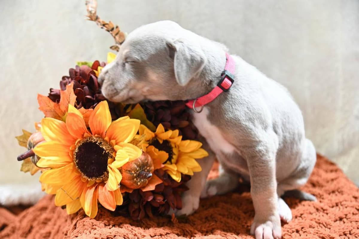 Light pink collar breeder image 7
