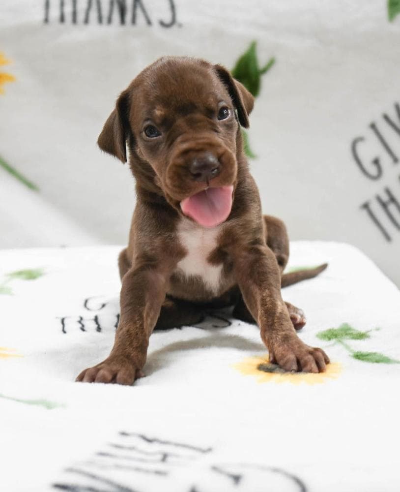 Light pink collar breeder image 9
