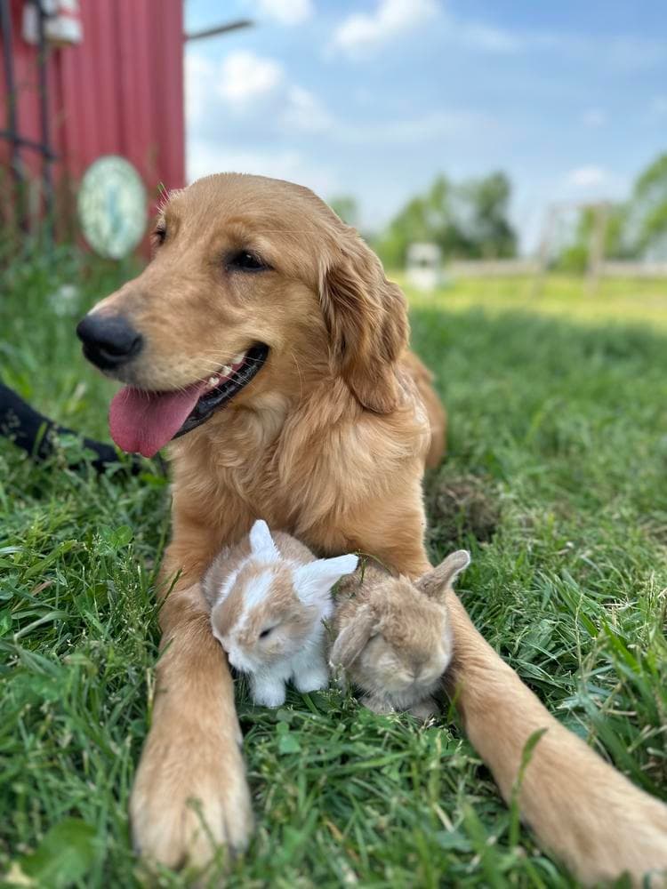 Girl 4 breeder image 2