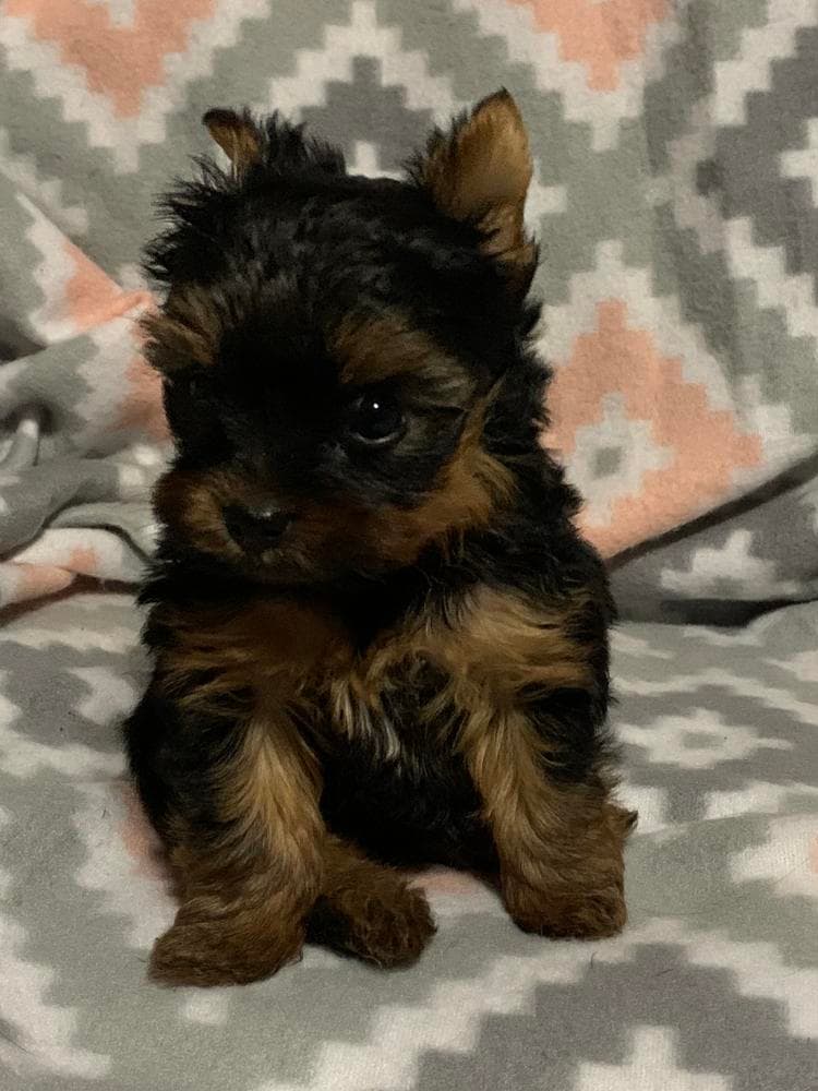 Small stripe breeder image 42