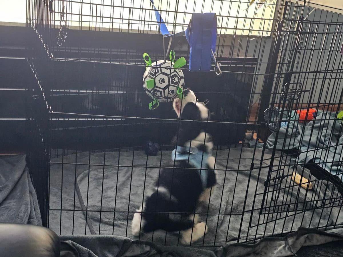 Boy 3 breeder image 31