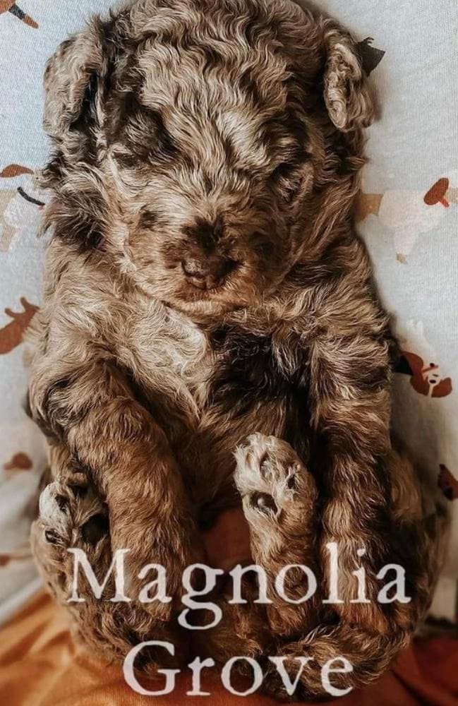 Harbor - Pink Collar breeder image 3