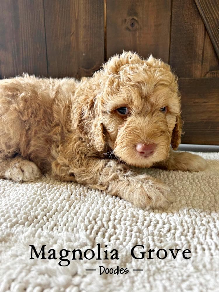 Harbor - Pink Collar breeder image 11