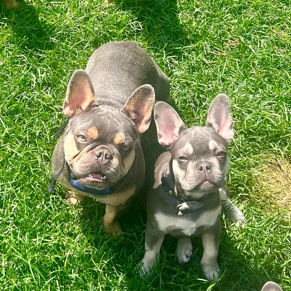 Boy 1 breeder image 2
