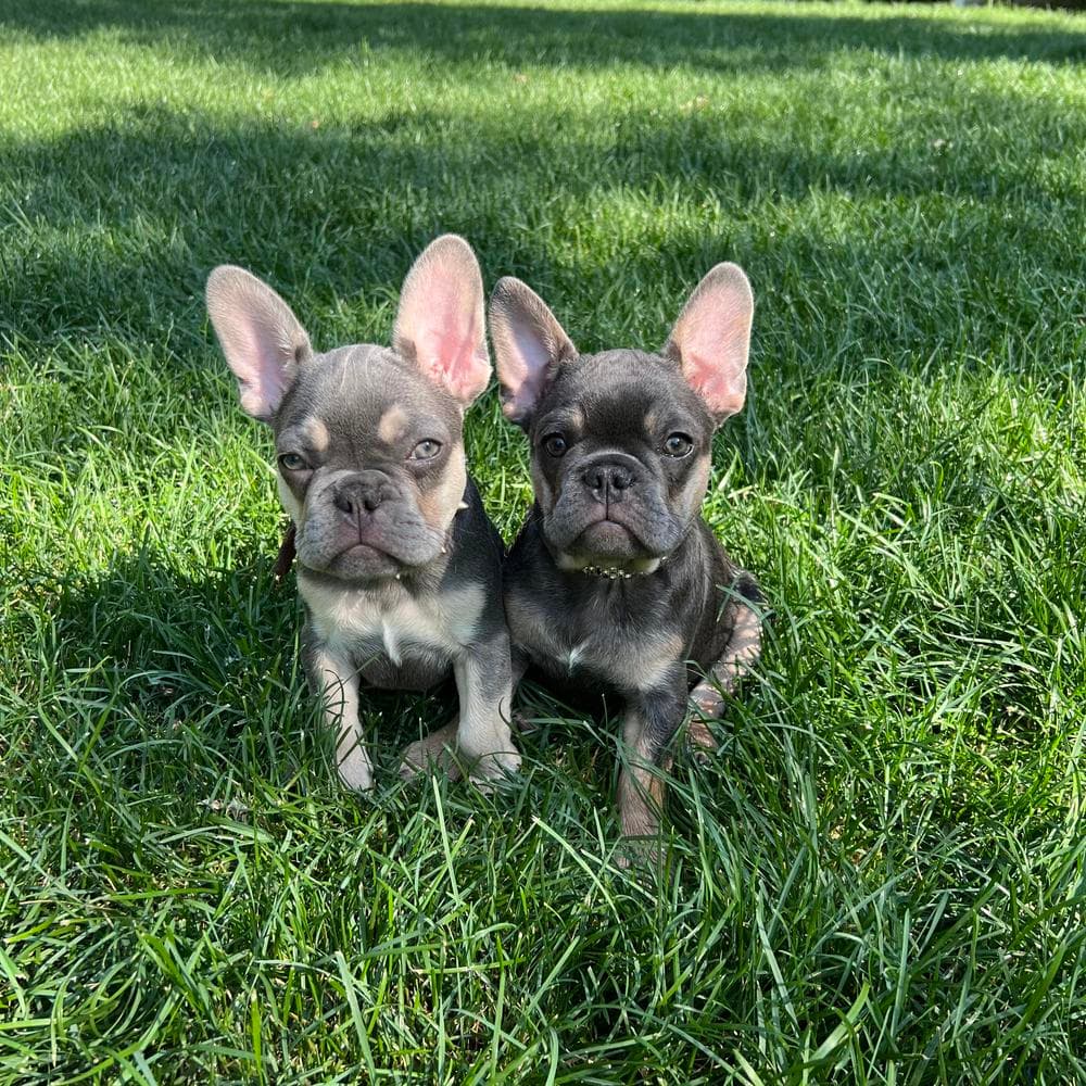 Boy 1 breeder image 21