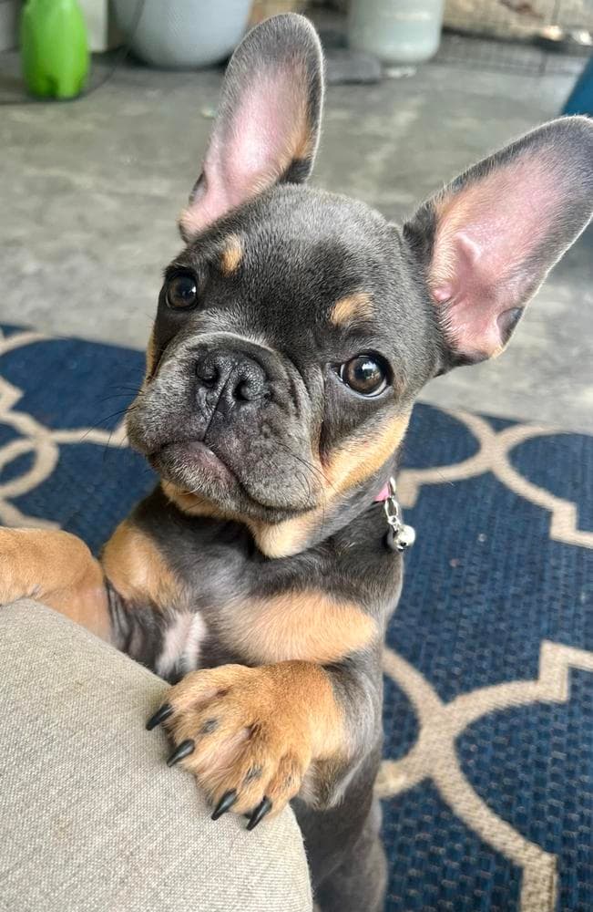 Boy 1 breeder image 3
