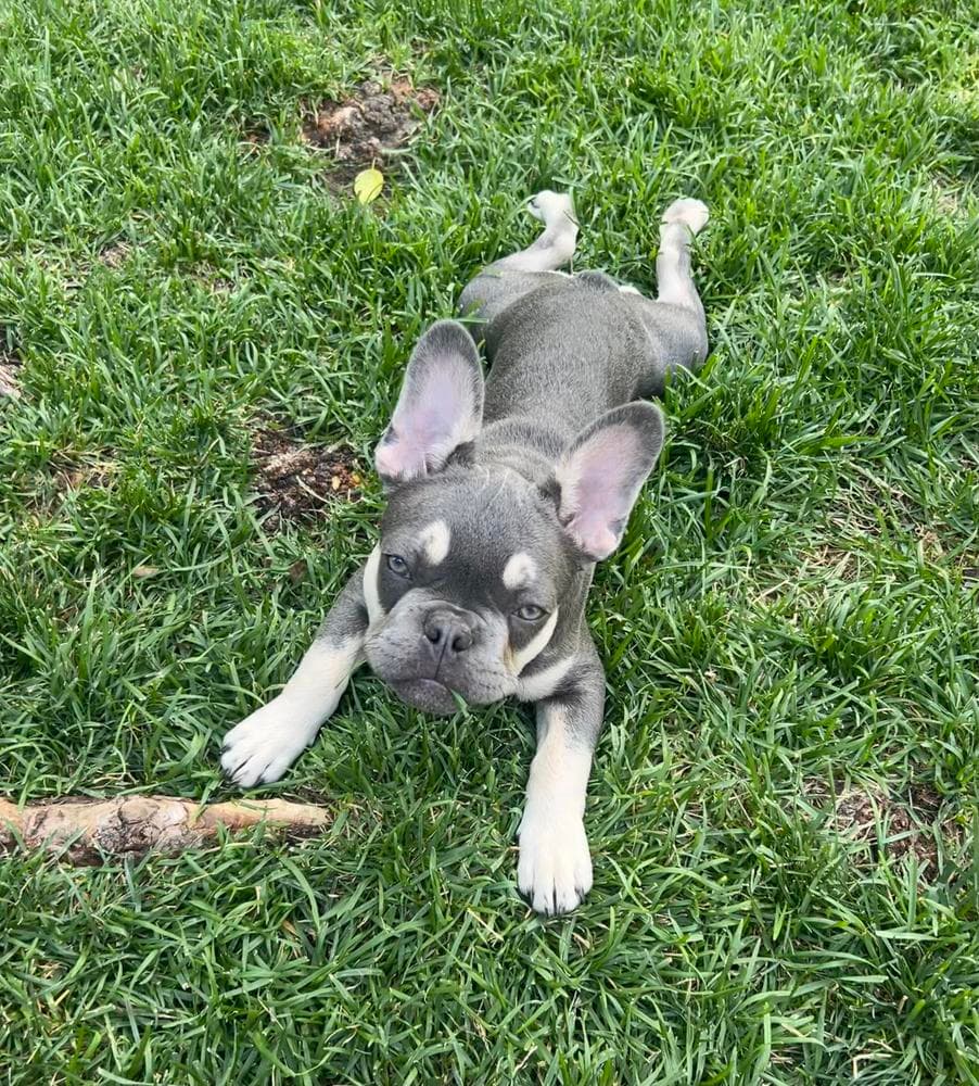 Boy 1 breeder image 6