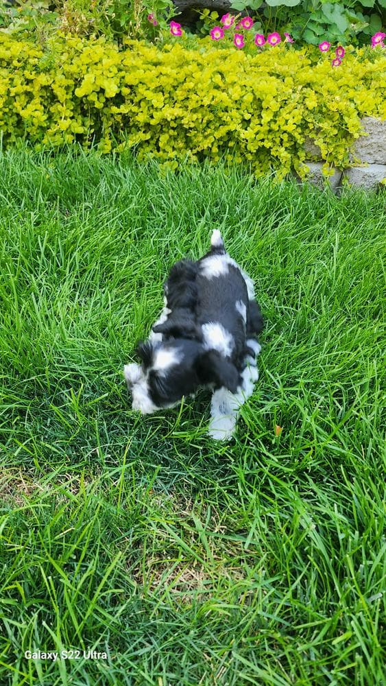 Copper breeder image 7