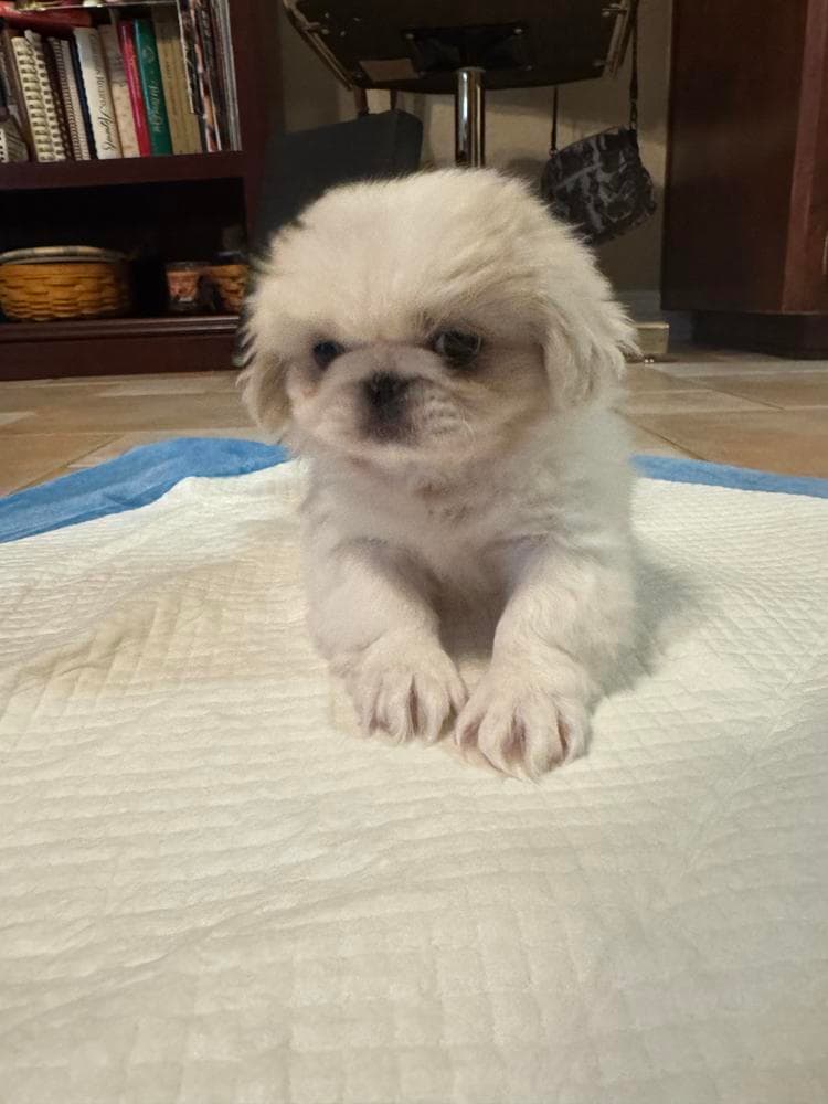 Puppy 2 breeder image 9