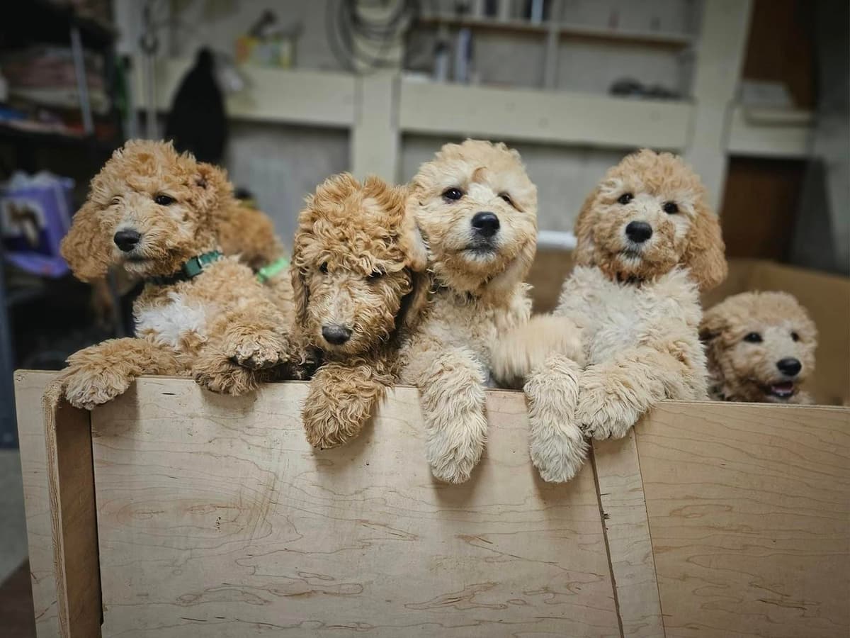 Dolly breeder image 12
